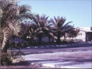 Muharraq School - 1967